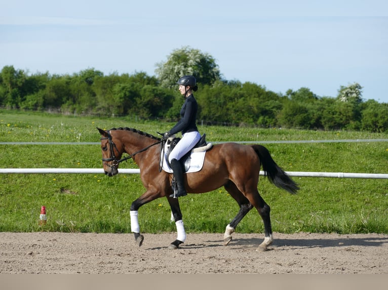 Lettone Castrone 6 Anni 160 cm Baio in Ganschow