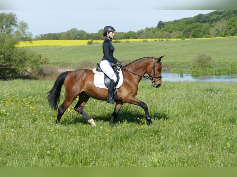Lettone Castrone 6 Anni 160 cm Baio in Ganschow