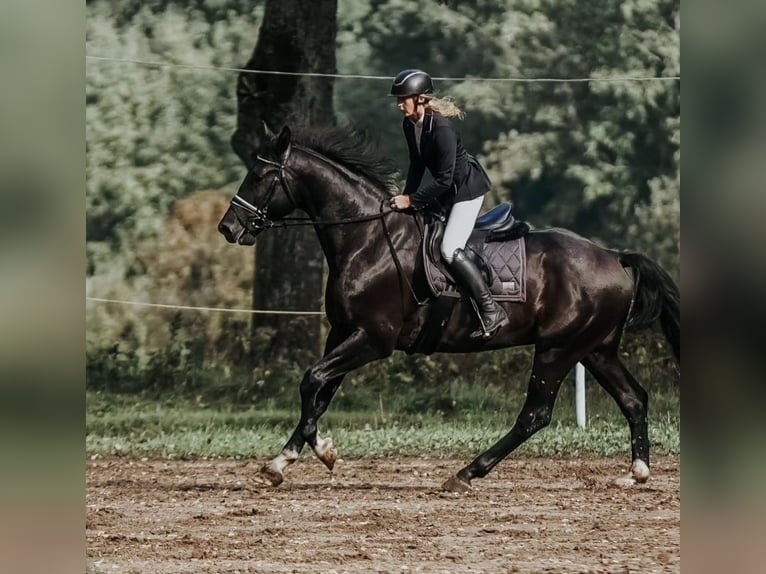 Lettone Castrone 6 Anni 171 cm Morello in Madona