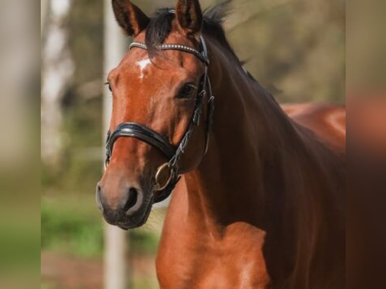 Lettone Castrone 6 Anni 172 cm Baio in Giebelstadt