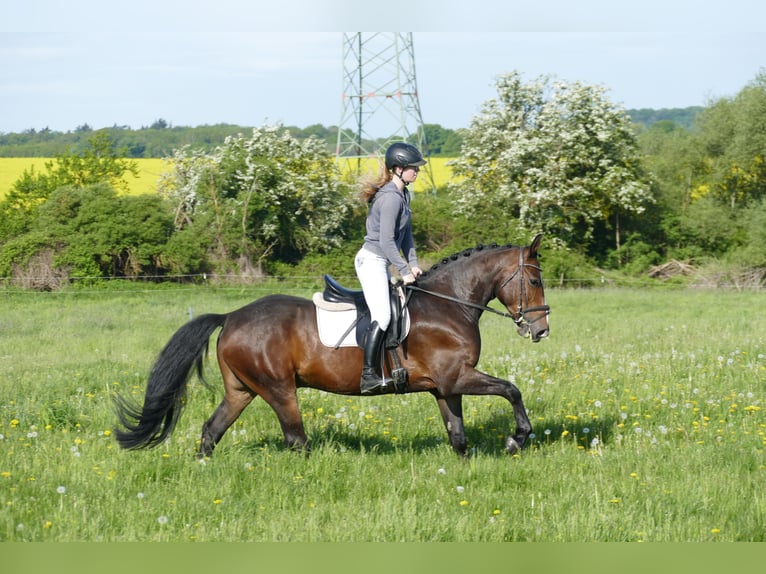 Lettone Castrone 8 Anni 160 cm Baio scuro in Ganschow