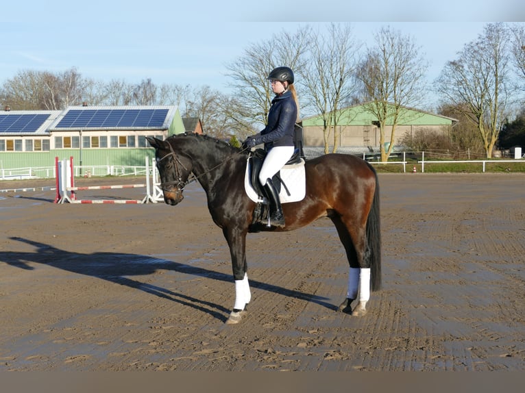 Lettone Castrone 9 Anni 169 cm Baio scuro in Ganschow