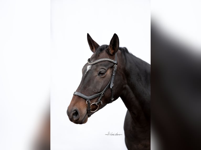 Lettone Giumenta 10 Anni 165 cm Baio scuro in Langenzenn