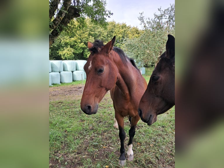 Lettone Giumenta 15 Anni 163 cm Baio in Modautal