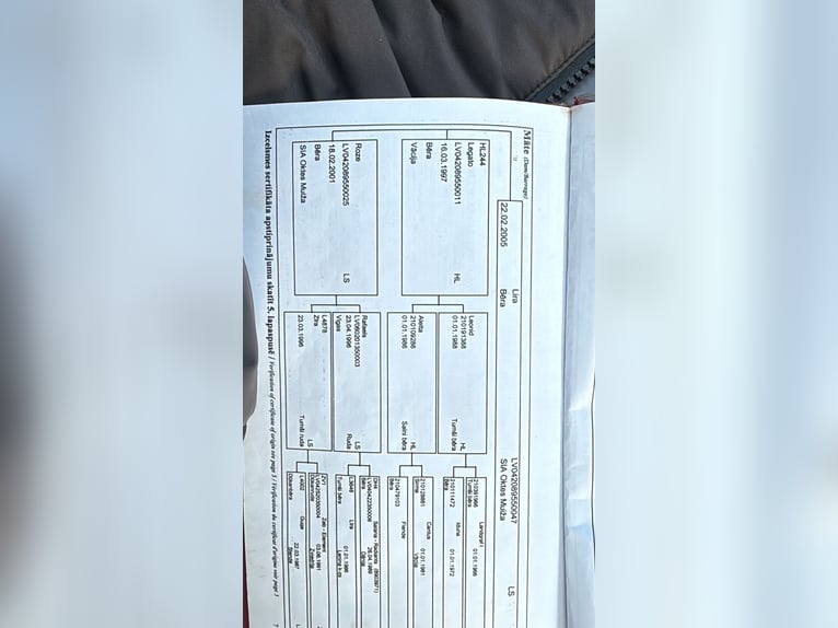 Lettone Giumenta 15 Anni 165 cm Baio scuro in HarenHaren