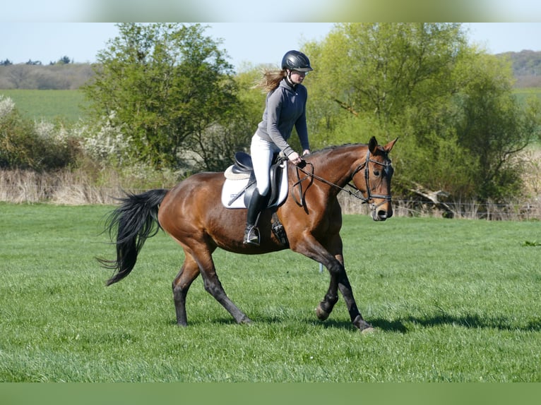 Lettone Giumenta 17 Anni 167 cm Baio in Ganschow