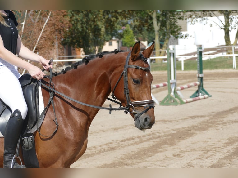 Lettone Giumenta 4 Anni 152 cm Baio in Ganschow