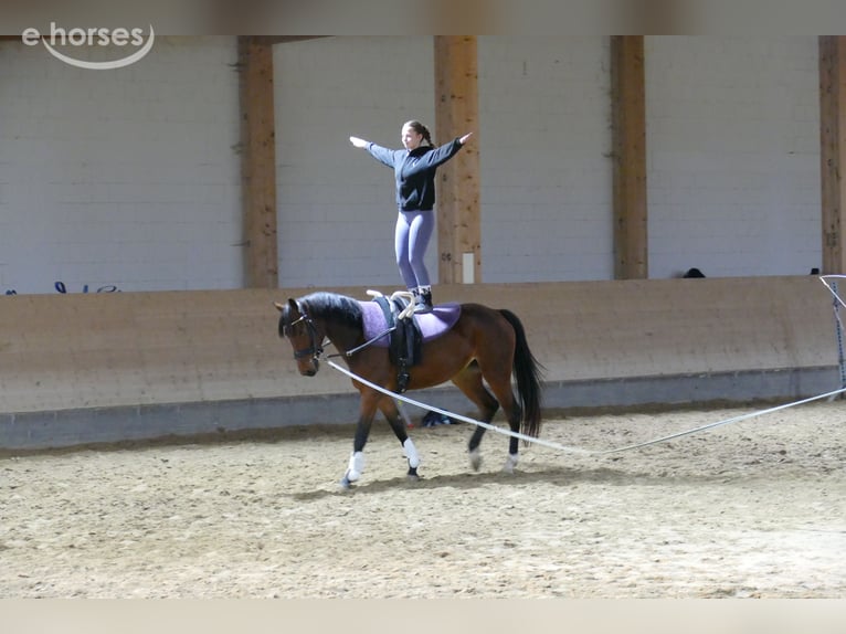 Lettone Giumenta 4 Anni 158 cm Baio in Ganschow
