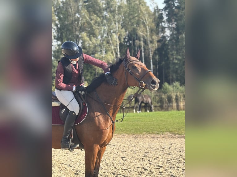 Lettone Giumenta 6 Anni 165 cm Baio ciliegia in Pakruojis district