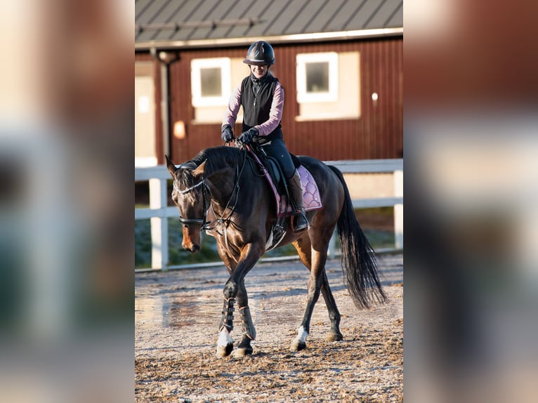 Lettone Giumenta 6 Anni 165 cm Baio scuro in Helsinki