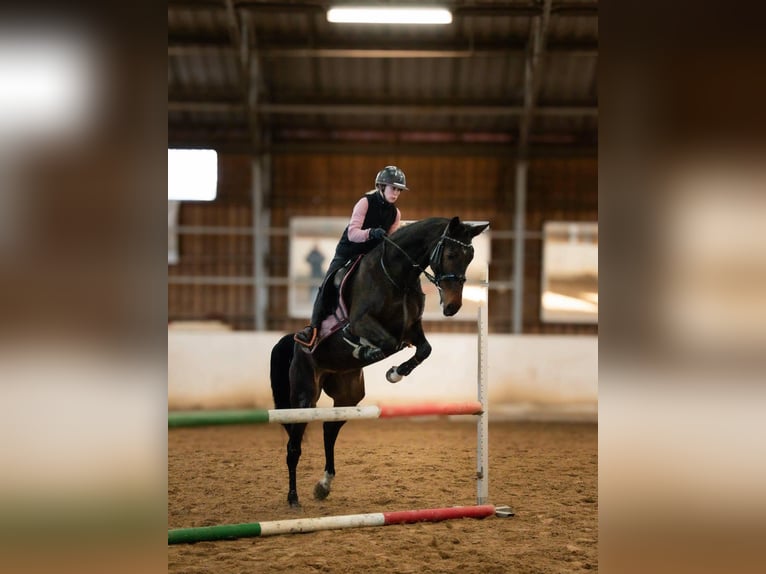 Lettone Giumenta 6 Anni 165 cm Baio scuro in Helsinki