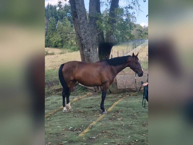 Lettone Giumenta 6 Anni 169 cm Baio in Krümmel