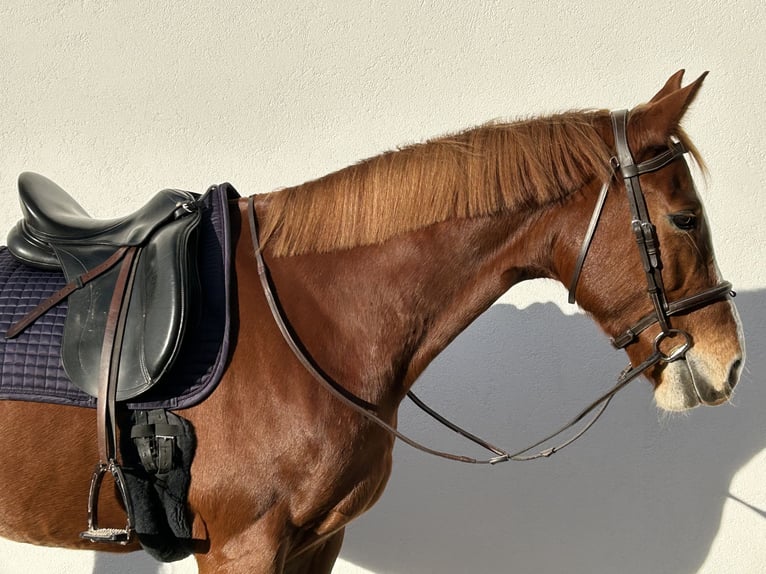 Lettone Giumenta 7 Anni 165 cm Sauro in Egelsbach