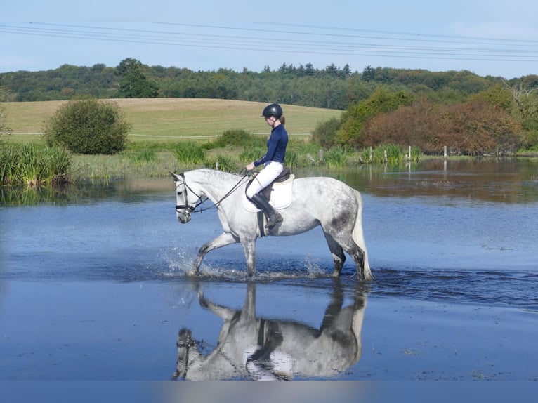 Lettone Giumenta 7 Anni 169 cm Grigio in Ganschow