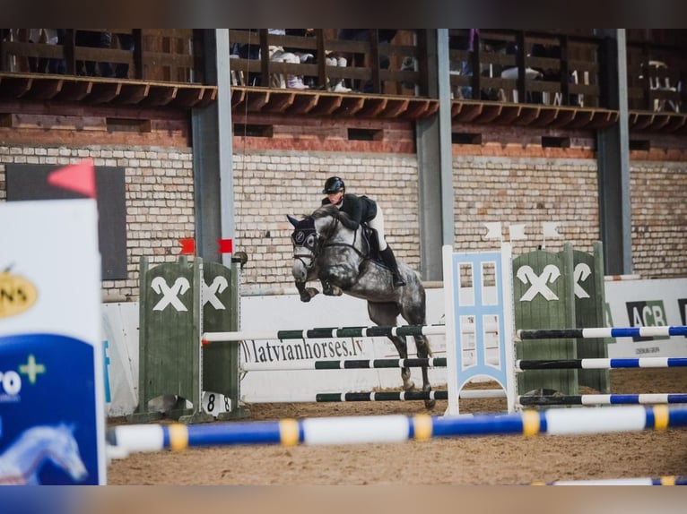 Lettone Giumenta 7 Anni 170 cm Grigio in Blankenfelde