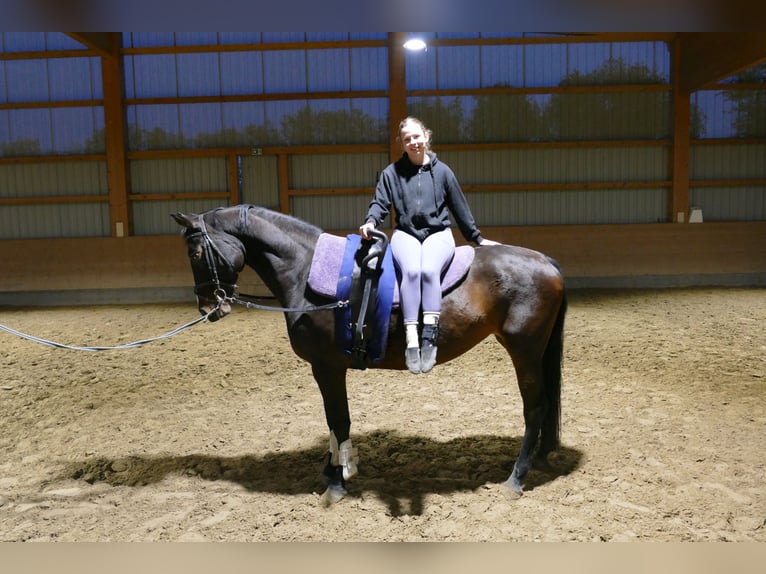 Lettone Giumenta 8 Anni 165 cm Baio scuro in Ganschow
