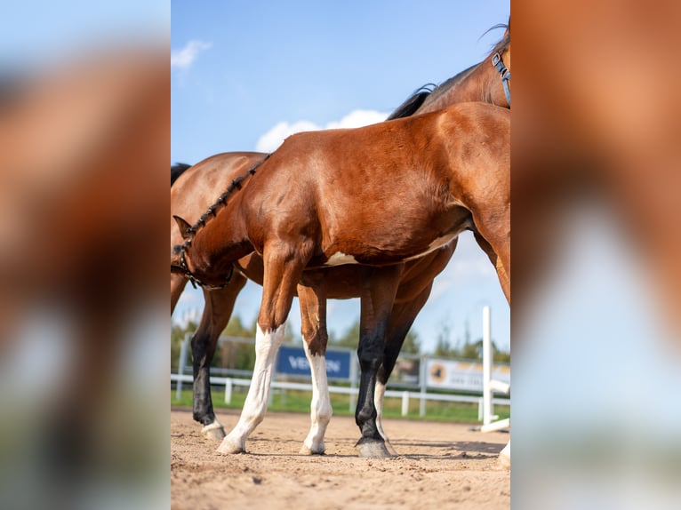 Lettone Stallone Puledri (06/2026) 170 cm Baio ciliegia in LIEPAJA