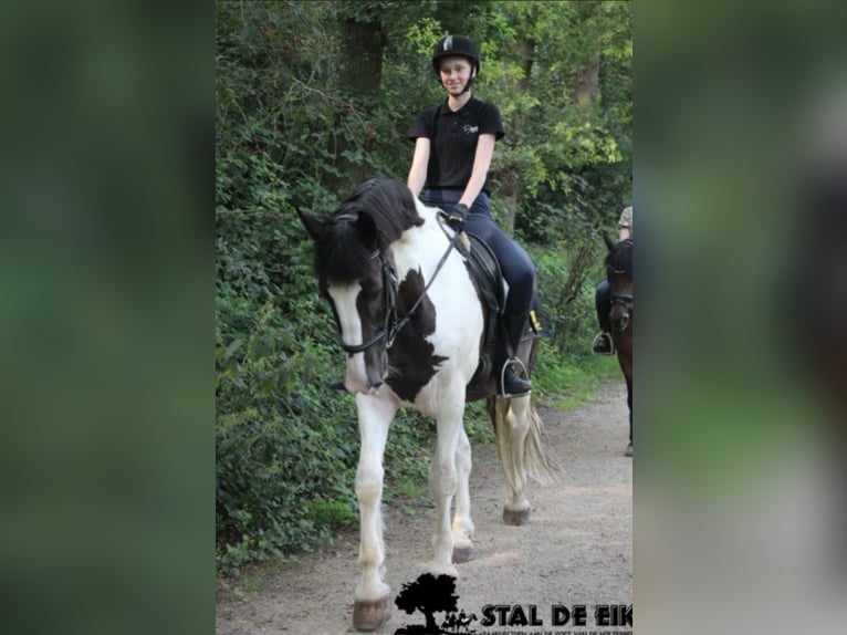 Leuke verzorg/bijrijd pony/Paard gezocht!