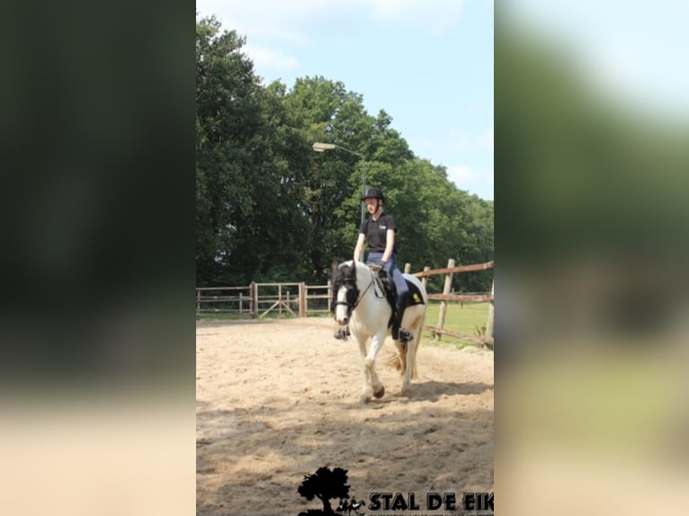 Leuke verzorg/bijrijd pony/Paard gezocht!