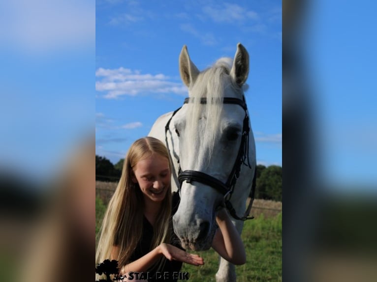 Leuke verzorg/bijrijd pony/Paard gezocht!