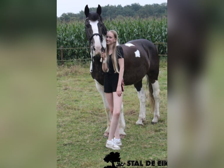 Leuke verzorg/bijrijd pony/Paard gezocht!