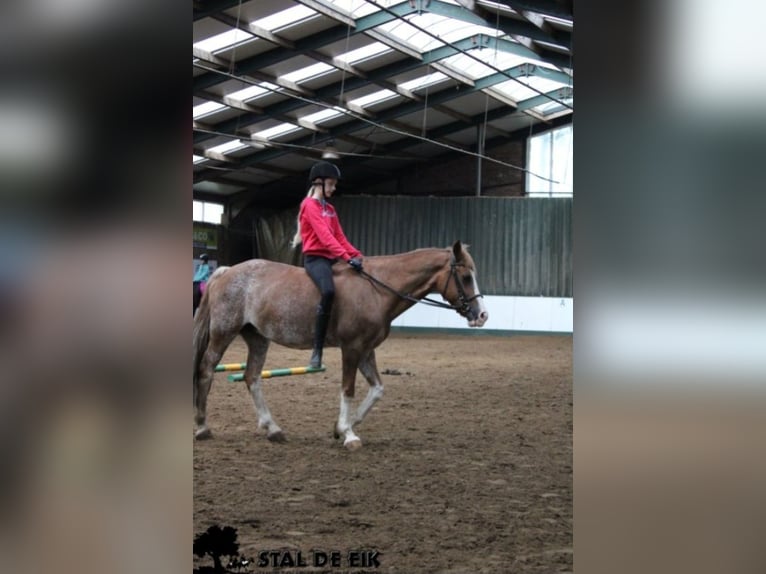 Leuke verzorg/bijrijd pony/Paard gezocht!