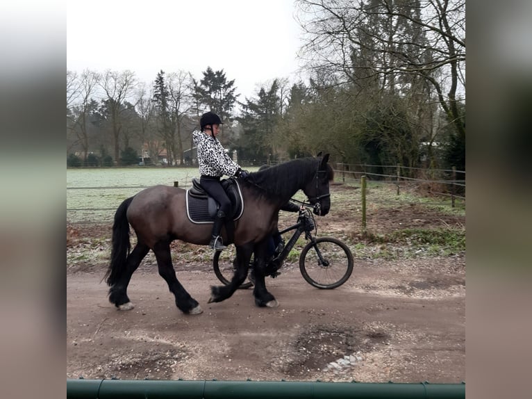 Leuke verzorg/bijrijd pony/Paard gezocht!