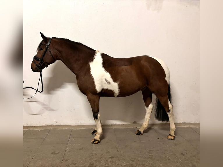 Lewitzer Caballo castrado 10 años 145 cm Pío in Delitzsch