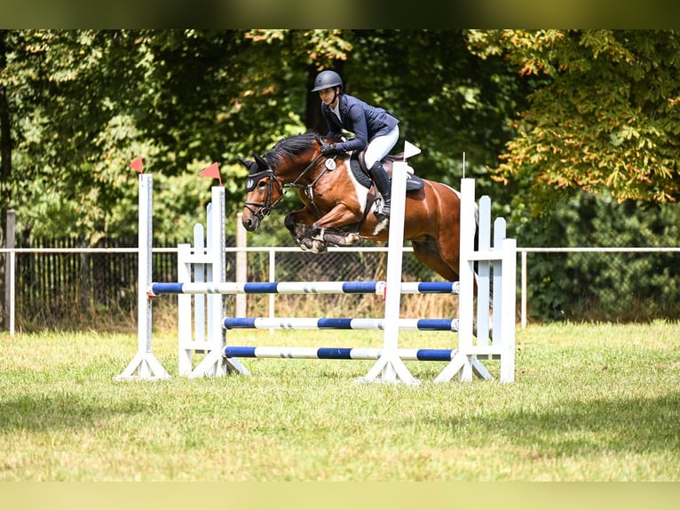 Lewitzer Caballo castrado 10 años 145 cm Pío in Delitzsch