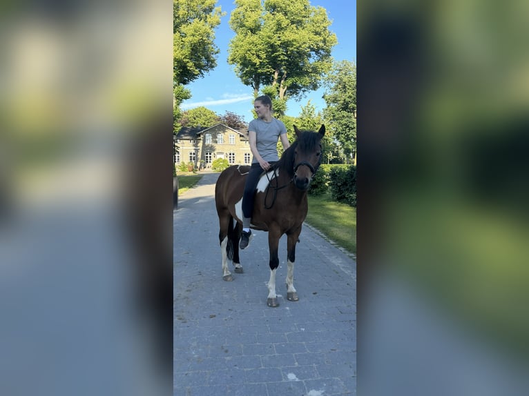 Lewitzer Caballo castrado 11 años 142 cm Pío in Timmendorfer Strand
