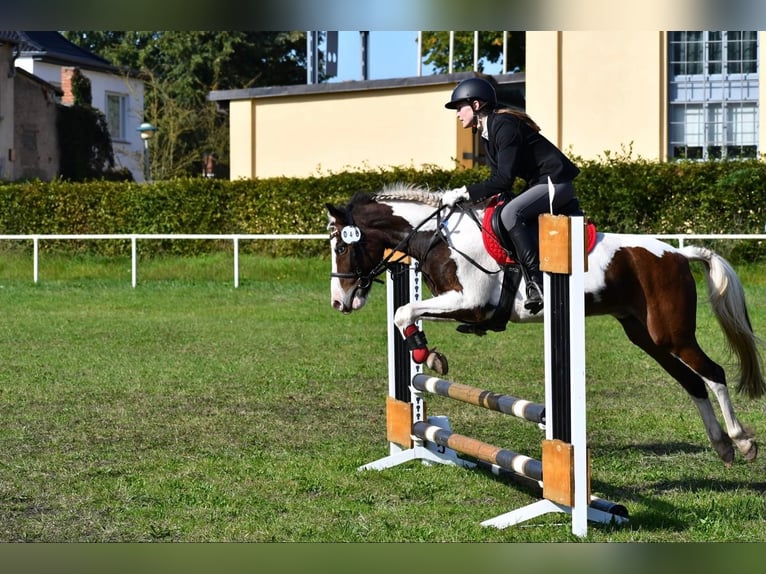 Lewitzer Mestizo Caballo castrado 12 años 140 cm Pío in Tarnow