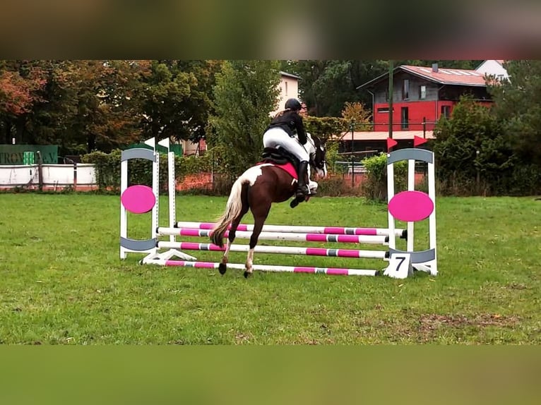 Lewitzer Mestizo Caballo castrado 12 años 140 cm Pío in Tarnow