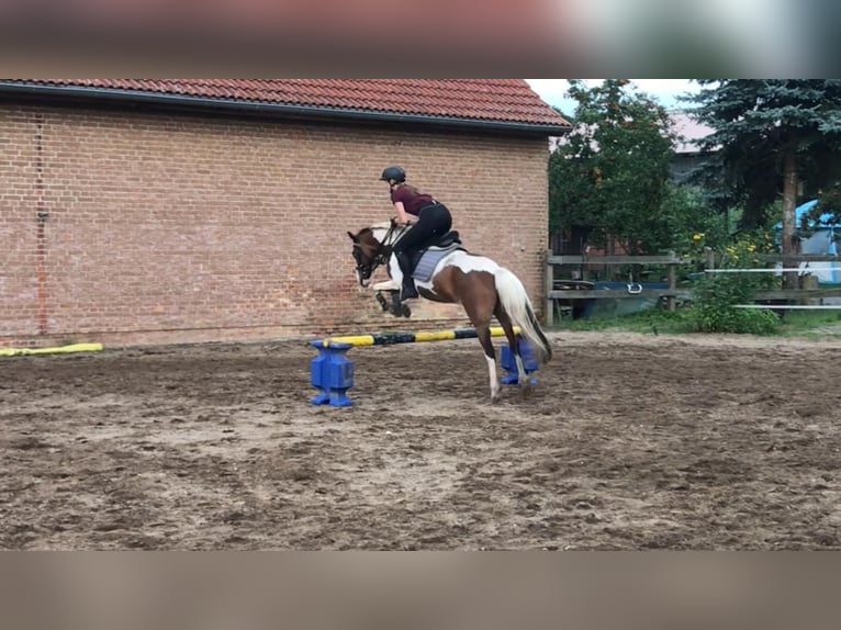 Lewitzer Mestizo Caballo castrado 12 años 140 cm Pío in Tarnow