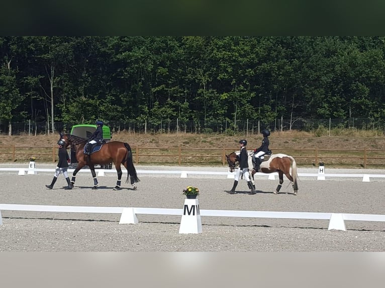 Lewitzer Mestizo Caballo castrado 12 años 140 cm Pío in Tarnow