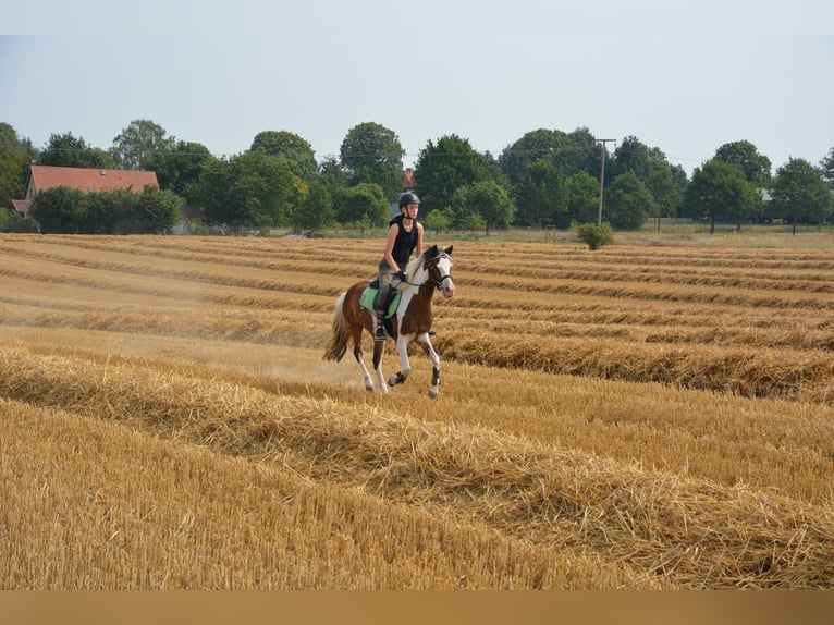 Lewitzer Mestizo Caballo castrado 12 años 140 cm Pío in Tarnow