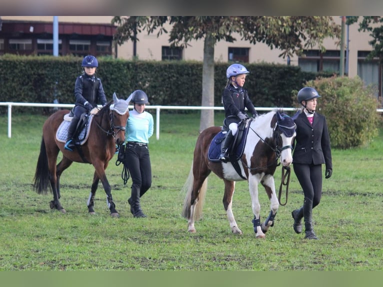 Lewitzer Mestizo Caballo castrado 12 años 140 cm Pío in Tarnow