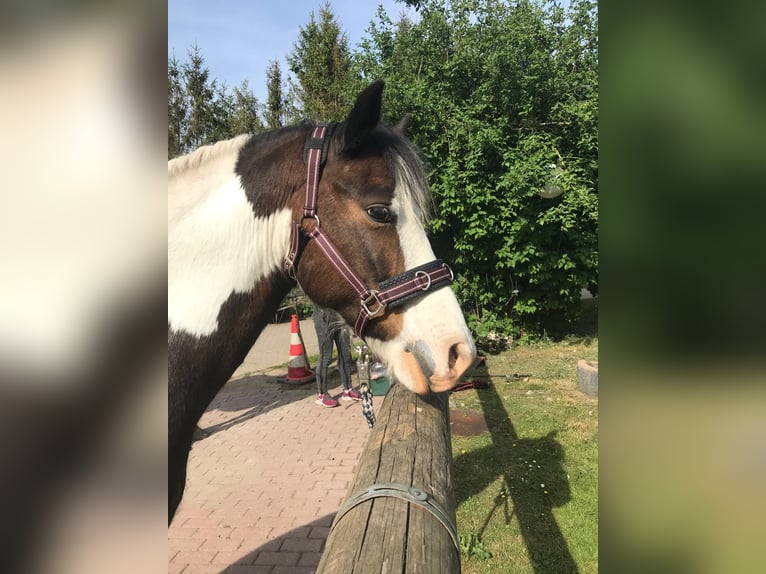 Lewitzer Mestizo Caballo castrado 12 años 140 cm Pío in Tarnow