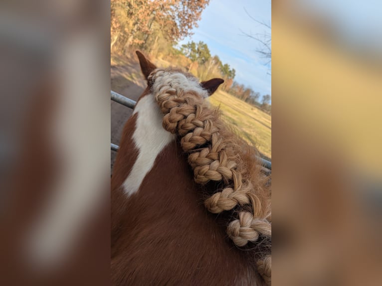 Lewitzer Mestizo Caballo castrado 13 años 135 cm Pío in Liebenwalde