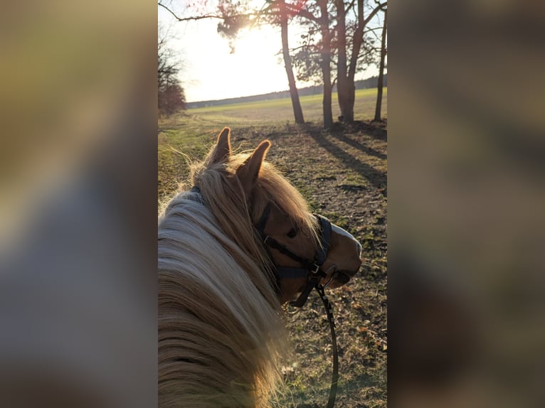 Lewitzer Mestizo Caballo castrado 13 años 135 cm Pío in Liebenwalde