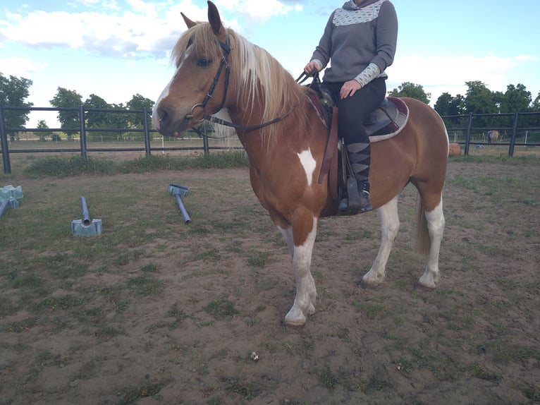 Lewitzer Mestizo Caballo castrado 13 años 135 cm Pío in Liebenwalde