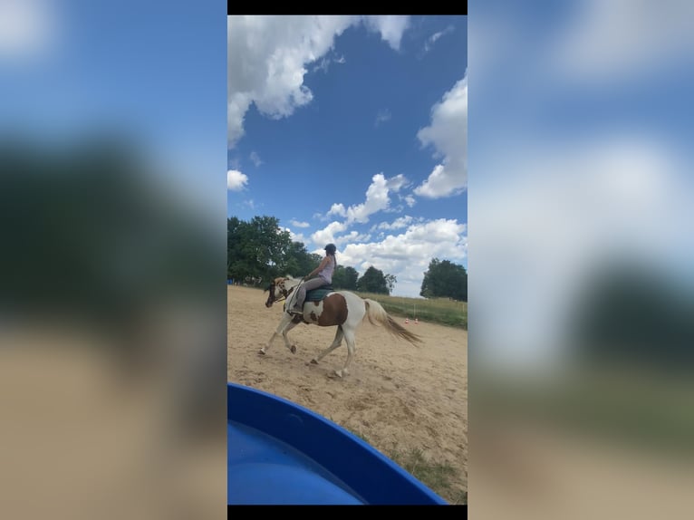 Lewitzer Mestizo Caballo castrado 13 años 140 cm Pío in Mücke