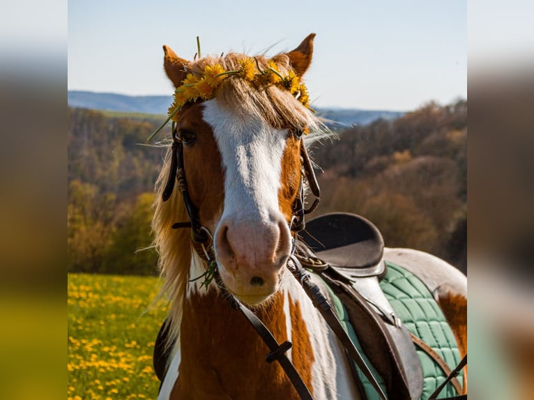 Lewitzer Mestizo Caballo castrado 13 años 140 cm Pío in Mücke