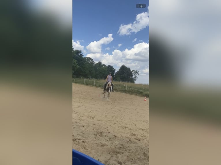 Lewitzer Mestizo Caballo castrado 13 años 140 cm Pío in Mücke