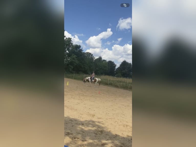 Lewitzer Mestizo Caballo castrado 13 años 140 cm Pío in Mücke