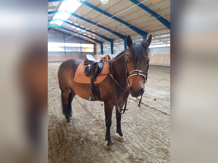 Lewitzer Caballo castrado 13 años 143 cm Castaño in Lütjenburg