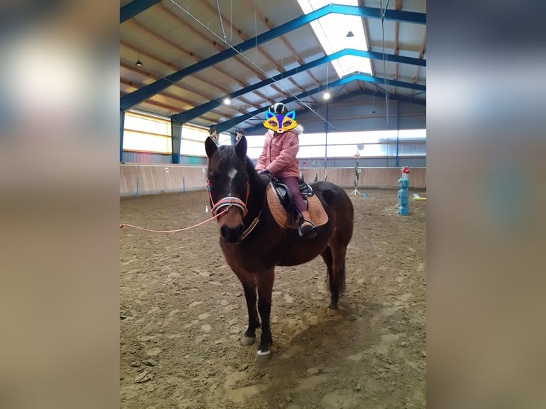 Lewitzer Caballo castrado 13 años 143 cm Castaño in Lütjenburg