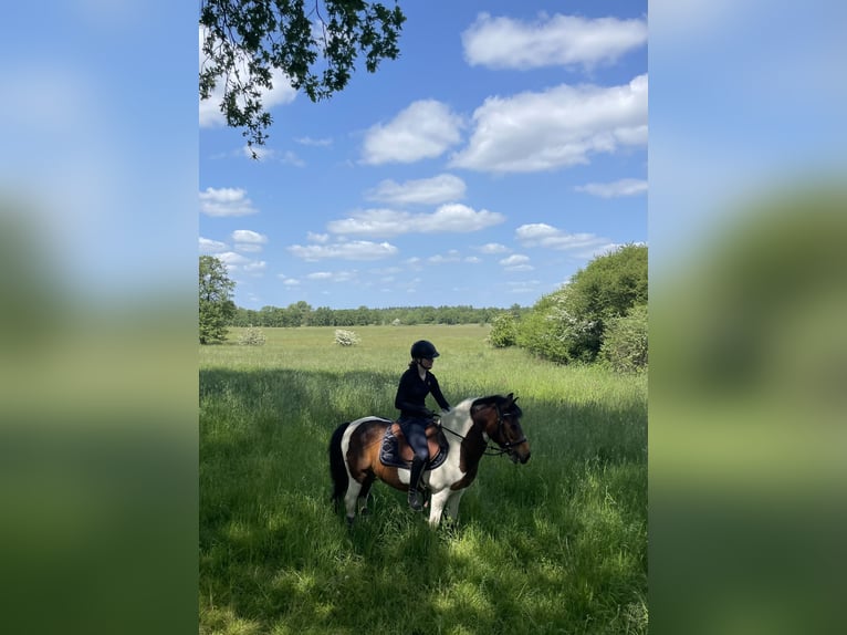 Lewitzer Mestizo Caballo castrado 14 años 132 cm Pío in Hamburg sülldorf