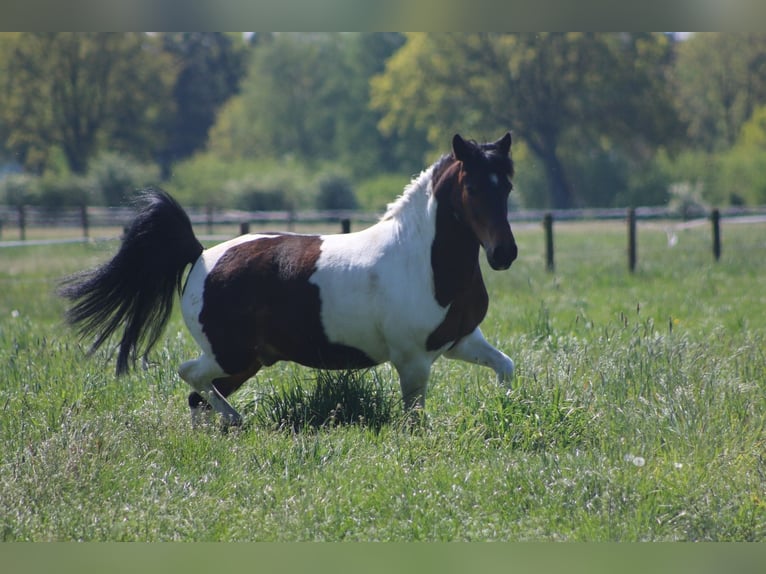 Lewitzer Mestizo Caballo castrado 14 años 132 cm Pío in Hamburg sülldorf