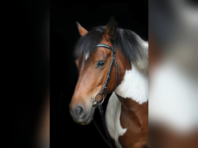 Lewitzer Mestizo Caballo castrado 14 años 132 cm Pío in Hamburg sülldorf