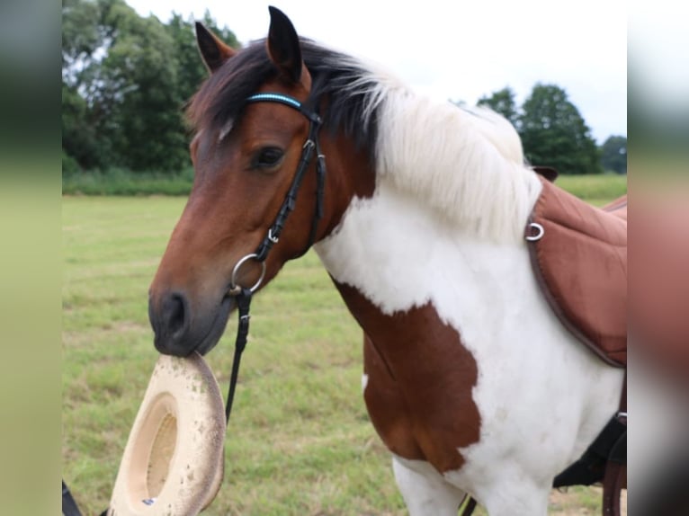 Lewitzer Mestizo Caballo castrado 14 años 132 cm Pío in Hamburg sülldorf